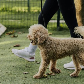 A person walking a dog in a dog park.